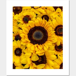 Sunflowers Posters and Art